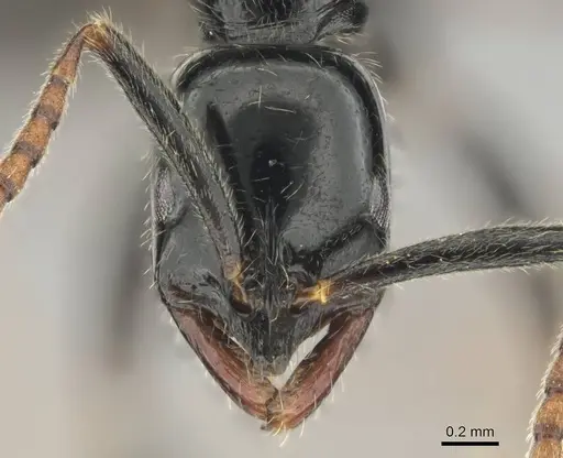 Leptogenys intermedia - CASENT0251923