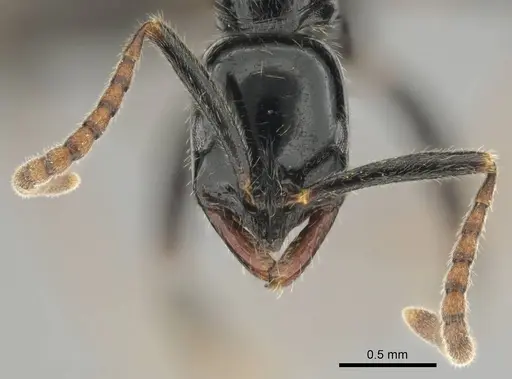 Leptogenys intermedia - CASENT0251923