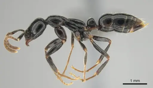 Leptogenys intermedia - CASENT0251923