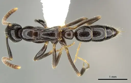 Leptogenys intermedia - CASENT0270561