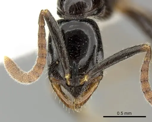 Leptogenys intermedia - CASENT0270561