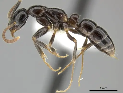 Leptogenys intermedia - CASENT0270561