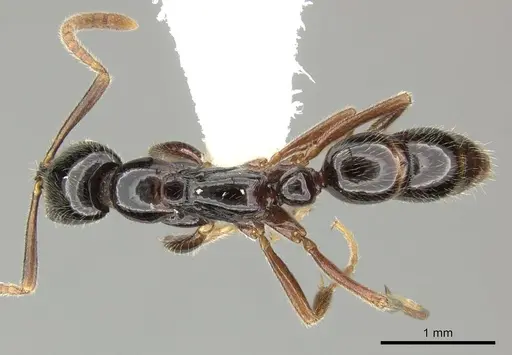 Leptogenys intermedia - CASENT0270562