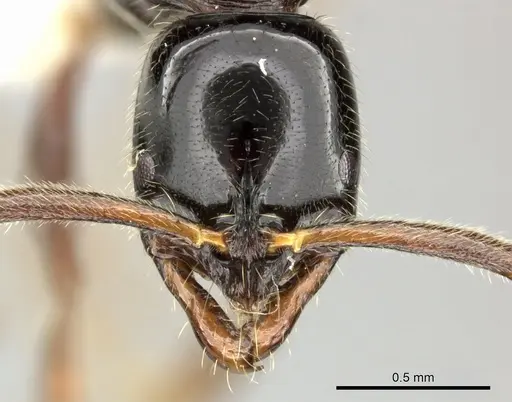 Leptogenys intermedia - CASENT0270562