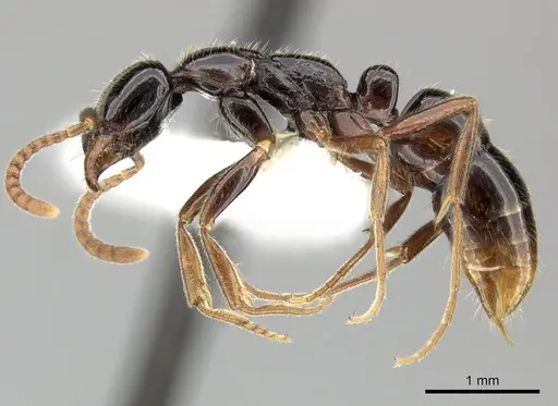 Leptogenys intermedia - CASENT0270562