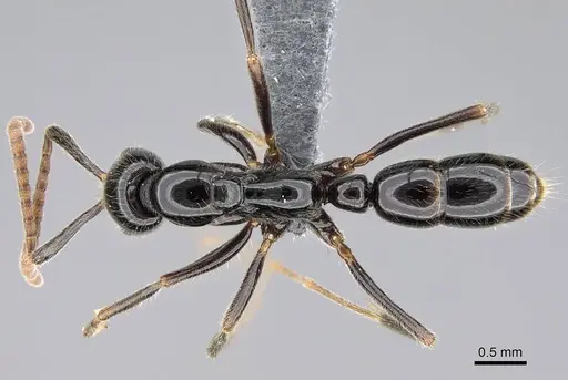 Leptogenys intermedia - CASENT0785937