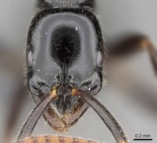 Leptogenys intermedia - CASENT0785937