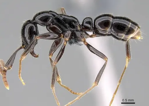 Leptogenys intermedia - CASENT0785937