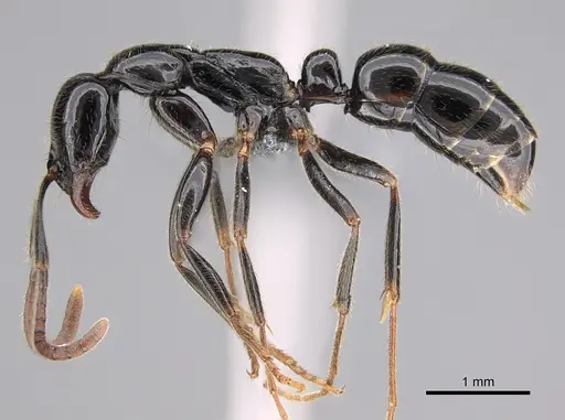 Leptogenys intermedia - CASENT0813710