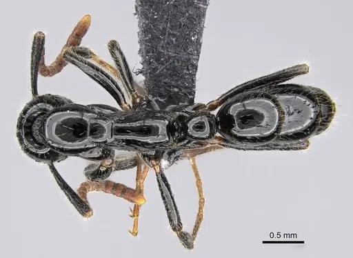 Leptogenys intermedia - CASENT0822208