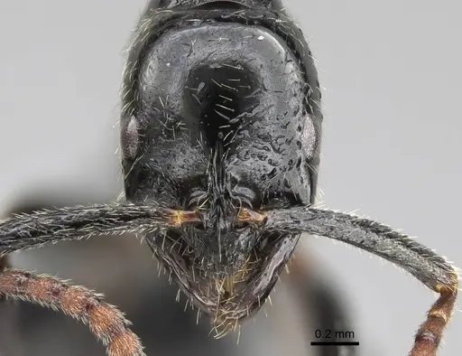 Leptogenys intermedia - CASENT0822208