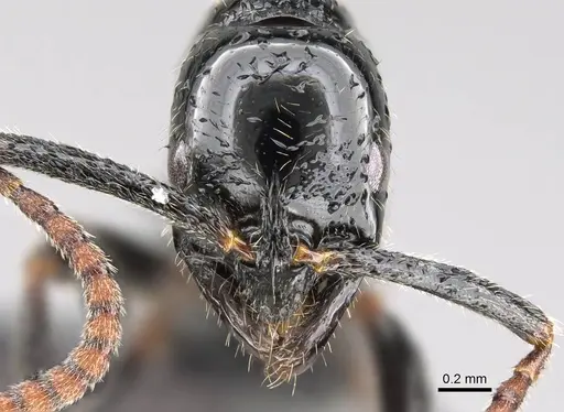 Leptogenys intermedia - CASENT0822208