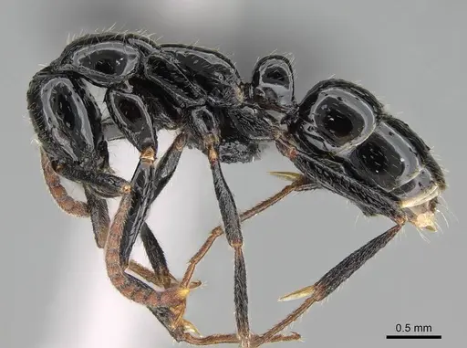 Leptogenys intermedia - CASENT0822208