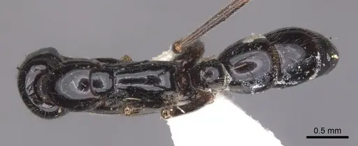 Leptogenys intermedia - CASENT0902578