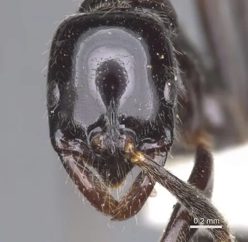 Leptogenys intermedia - CASENT0902578