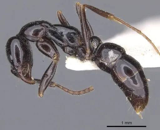 Leptogenys intermedia - CASENT0902578