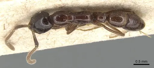 Leptogenys intermedia - CASENT0903945