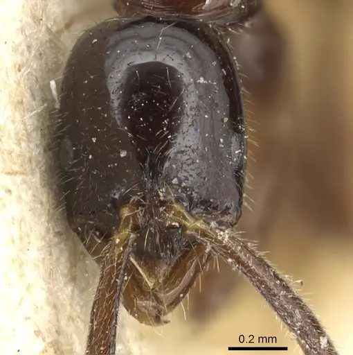 Leptogenys intermedia - CASENT0903945