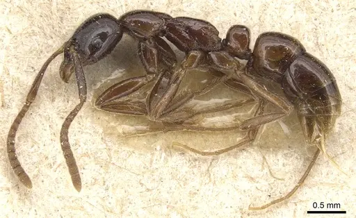 Leptogenys intermedia - CASENT0903945