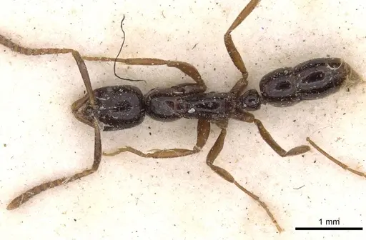 Leptogenys intermedia - CASENT0907356