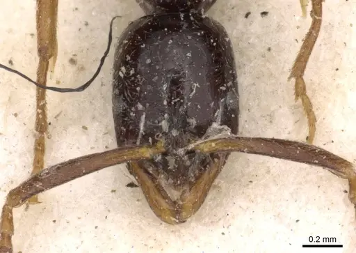 Leptogenys intermedia - CASENT0907356