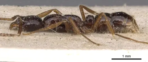 Leptogenys intermedia - CASENT0907356