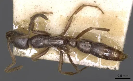 Leptogenys intermedia - CASENT0907357