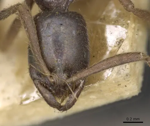 Leptogenys intermedia - CASENT0907357