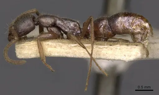 Leptogenys intermedia - CASENT0907357