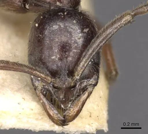 Leptogenys intermedia - CASENT0907358