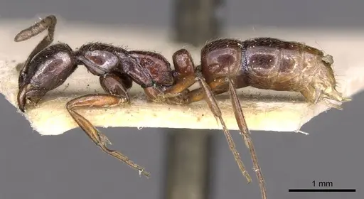 Leptogenys intermedia - CASENT0907358