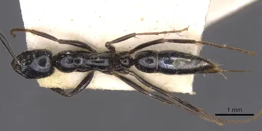 Leptogenys intermedia - CASENT0907359