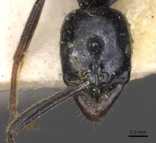 Leptogenys intermedia - CASENT0907359