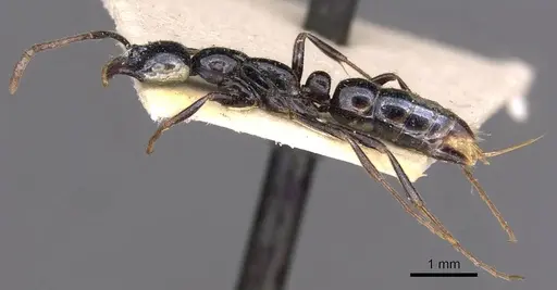 Leptogenys intermedia - CASENT0907359