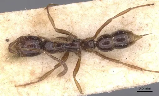 Leptogenys intermedia - CASENT0915230