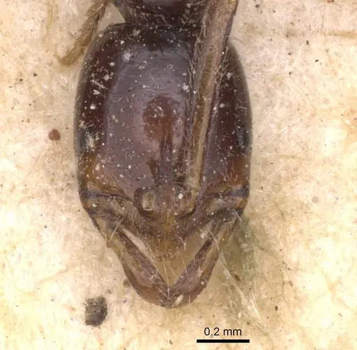 Leptogenys intermedia - CASENT0915230