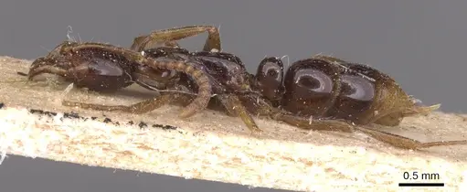 Leptogenys intermedia - CASENT0915230