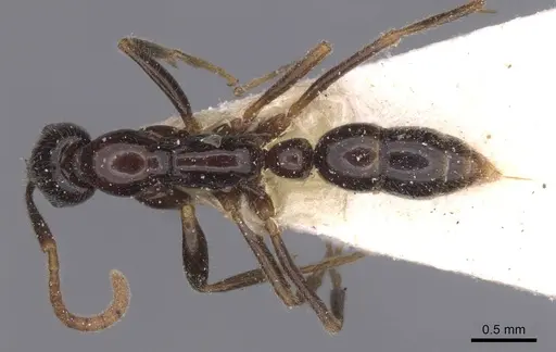 Leptogenys intermedia - CASENT0915231