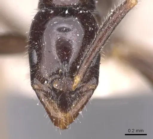 Leptogenys intermedia - CASENT0915231