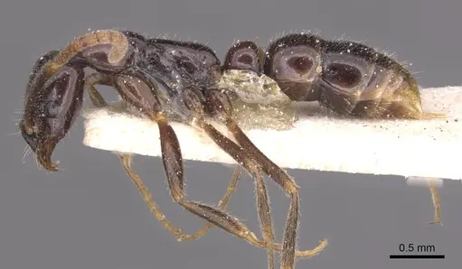 Leptogenys intermedia - CASENT0915231