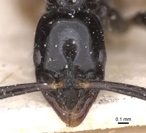 Leptogenys intermedia - CASENT0915232