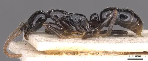 Leptogenys intermedia - CASENT0915232