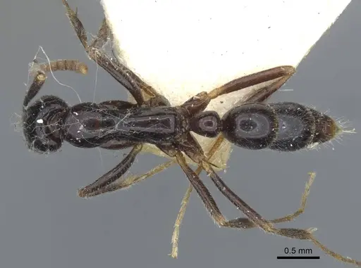 Leptogenys intermedia - CASENT0916844