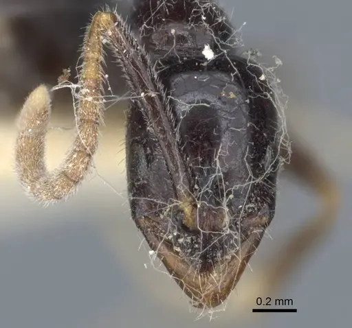 Leptogenys intermedia - CASENT0916844