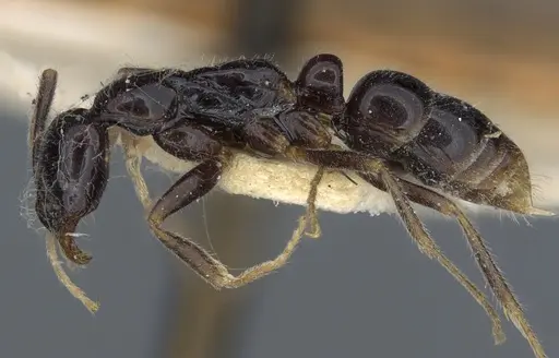 Leptogenys intermedia - CASENT0916844