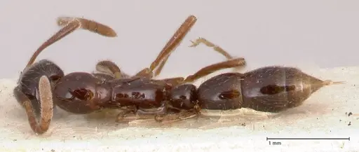 Leptogenys intermedia - FOCOL1031