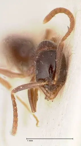 Leptogenys intermedia - FOCOL1031