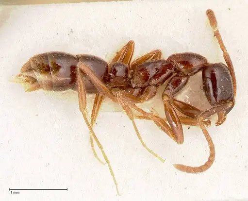 Leptogenys intermedia - FOCOL1031