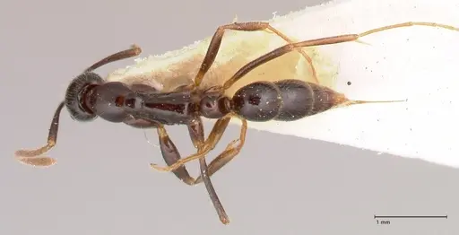 Leptogenys intermedia - FOCOL1032