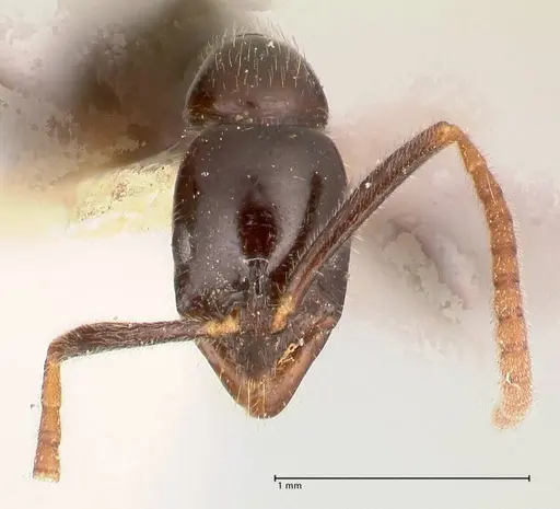 Leptogenys intermedia - FOCOL1032